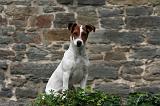 JACK RUSSEL 309